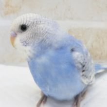 最新画像！ 人気のスカイブルー💙 セキセイインコ(スパングル)