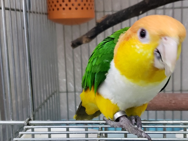 シロハラインコ