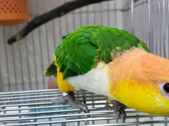 シロハラインコ