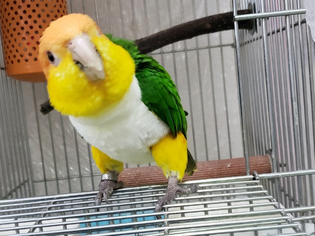 シロハラインコ