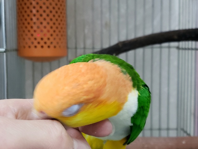 シロハラインコ