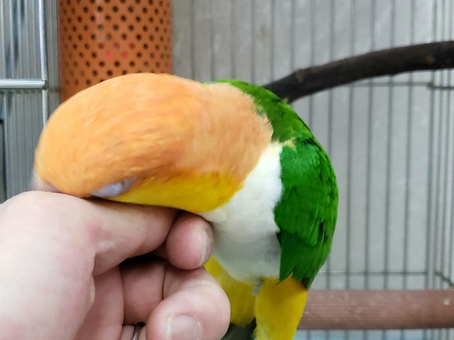 シロハラインコ