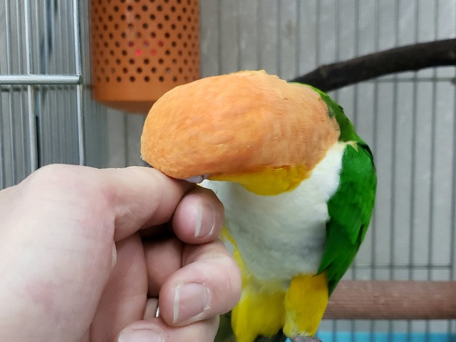 シロハラインコ