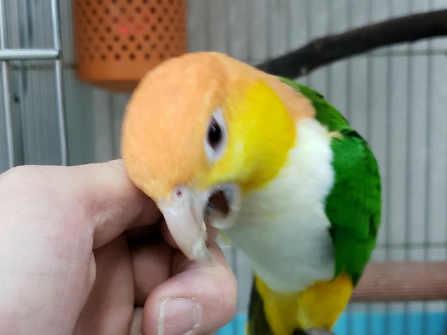 シロハラインコ