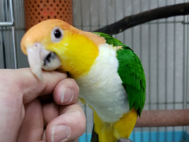 シロハラインコ