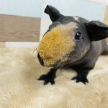 最新画像有り☆お顔のラインが特徴的！スキニーギニアピッグの男の子！
