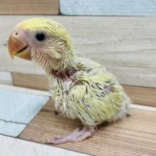 コザクラインコ 小桜インコ の販売一覧 東京からもほど近い 千葉県 神奈川県 埼玉県のペットショップ