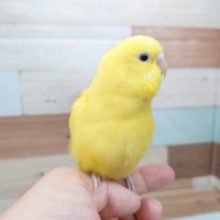 最新画像になります☆　綺麗な黄色のコ！！ セキセイインコ ダブルファクター！