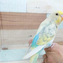最新画像になります☆　ｷﾚｲねぇ～。。ホントにｷﾚｲ☆　セキセイインコ　パステルレインボーハルクイン