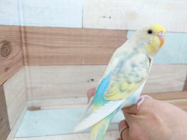 最新画像になります☆　ｷﾚｲねぇ～。。ホントにｷﾚｲ☆　セキセイインコ　パステルレインボーハルクイン