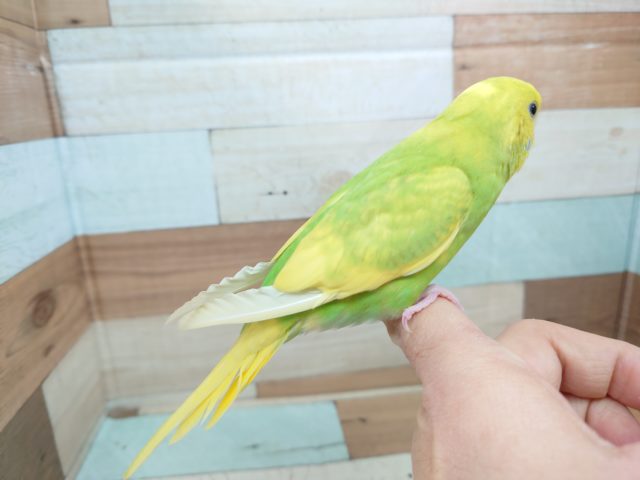 セキセイインコ