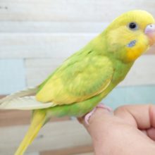 最新画像になります☆　ツヤがとてもｷﾚｲ☆　セキセイインコ　スパングルパイド～～