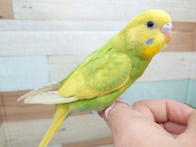 最新画像になります☆　ツヤがとてもｷﾚｲ☆　セキセイインコ　スパングルパイド～～