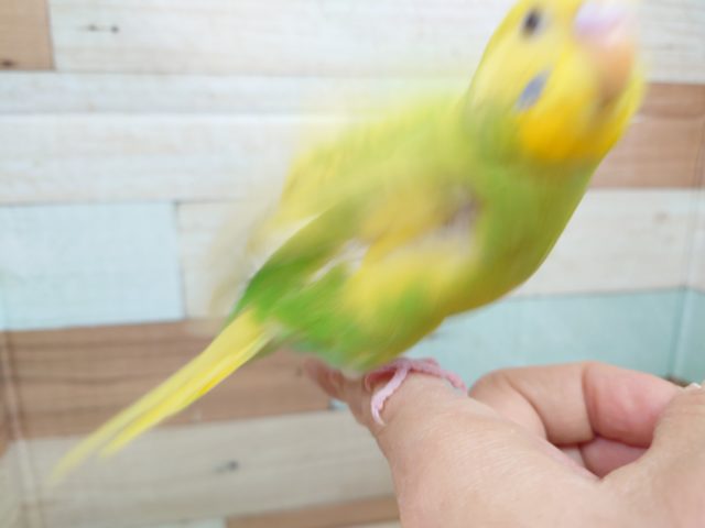 セキセイインコ