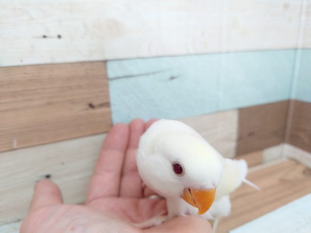 コザクラインコ（小桜インコ）