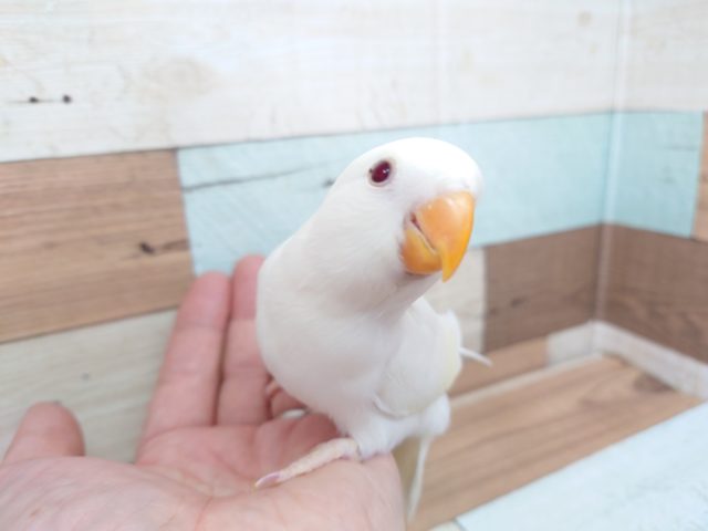 コザクラインコ（小桜インコ）