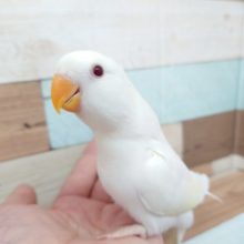 最新画像になります☆　なめらか〜なお色です！　コザクラインコ　クリーム☆