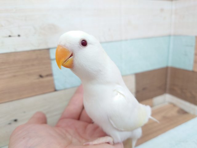 最新画像になります☆　なめらか〜なお色です！　コザクラインコ　クリーム☆