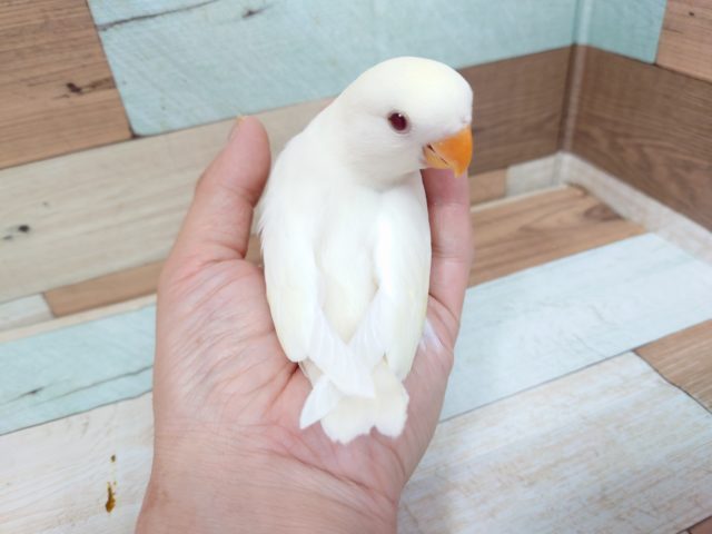 コザクラインコ（小桜インコ）