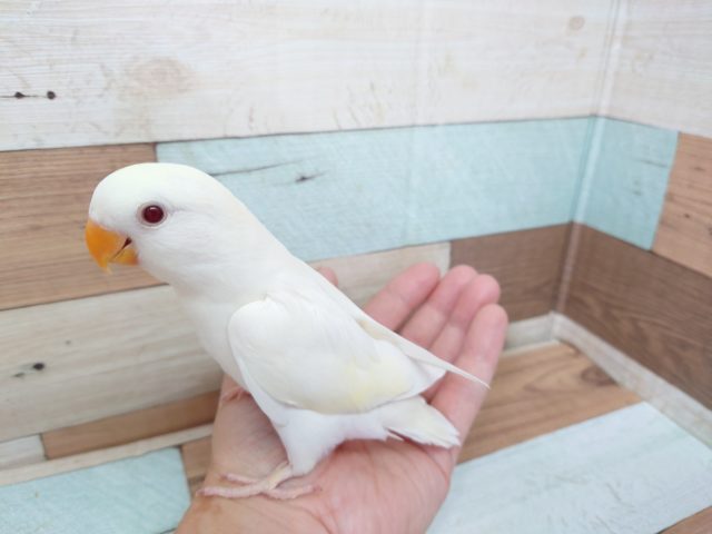 コザクラインコ（小桜インコ）