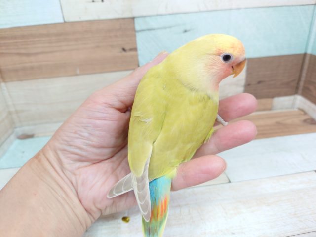 コザクラインコ（小桜インコ）