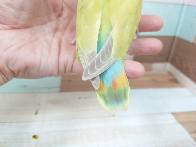 コザクラインコ（小桜インコ）