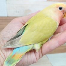 最新画像になります☆　癒されカラーのわたっこコザクラインコ シナモン！！