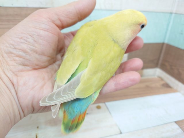 コザクラインコ（小桜インコ）