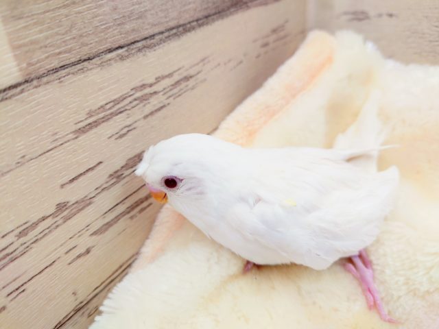 ちょびっとクセっ毛　梵天？セキセイインコ　アルビノ　2022　１月１３日