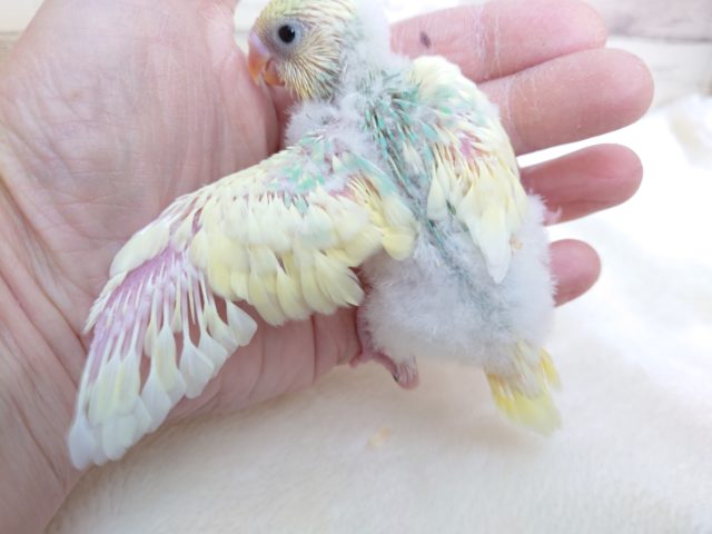 セキセイインコ