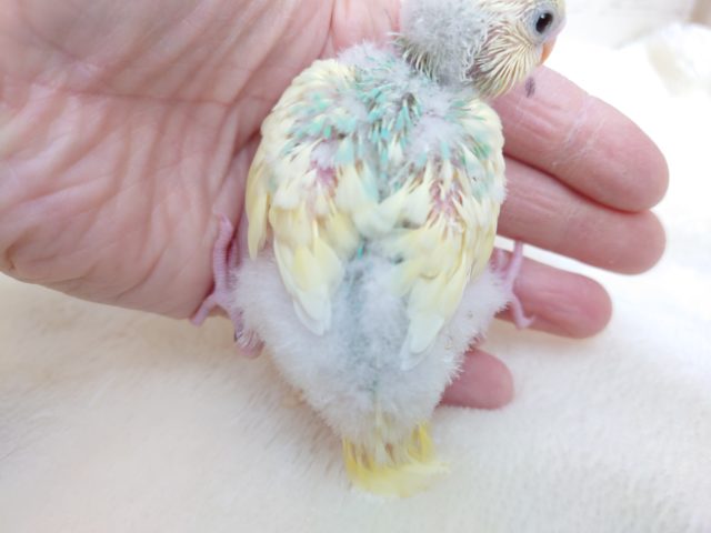 セキセイインコ