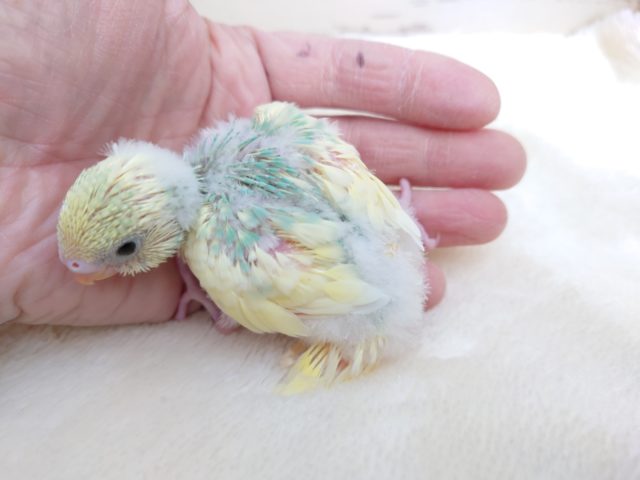 セキセイインコ