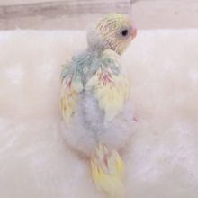 華やかな羽根、カラーのセキセイインコ　パステルレインボーパイド～～