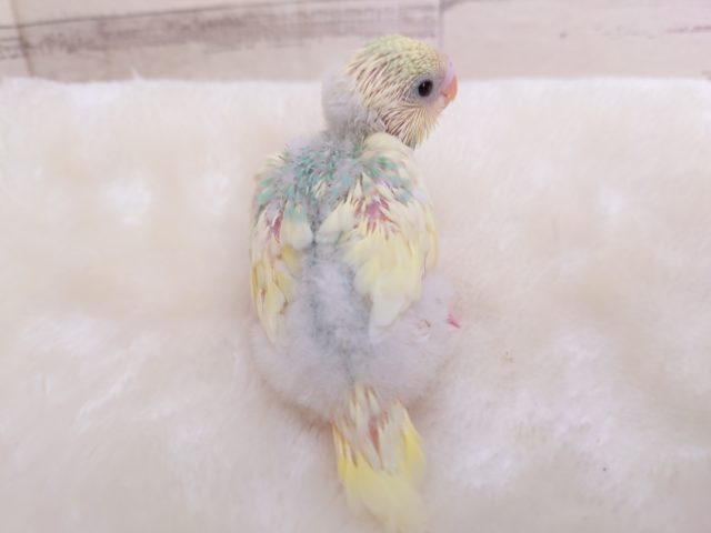 華やかな羽根、カラーのセキセイインコ　パステルレインボーパイド～～