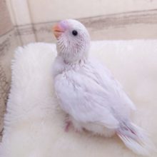 ほわぁ～っとした感じ？　セキセイインコ　ダブルファクターホワイト☆