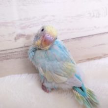 どうもどうもっ♪爽やかセキセイインコ　パステルカラーレインボー☆☆