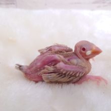 透明感ある赤い瞳☆　無表情がツボっ　シナモン文鳥～～