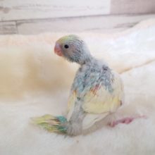 ｷﾚｲ好き？？セキセイインコ　パステルレインボーパイド　2022　１月２０日