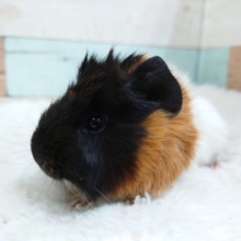 まだまだーーー手の平サイズのモルちゃん☆　アビシニアンモルモットですっ♪