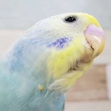 スタッフ一押しのセキセイインコパステルレインボーパイド