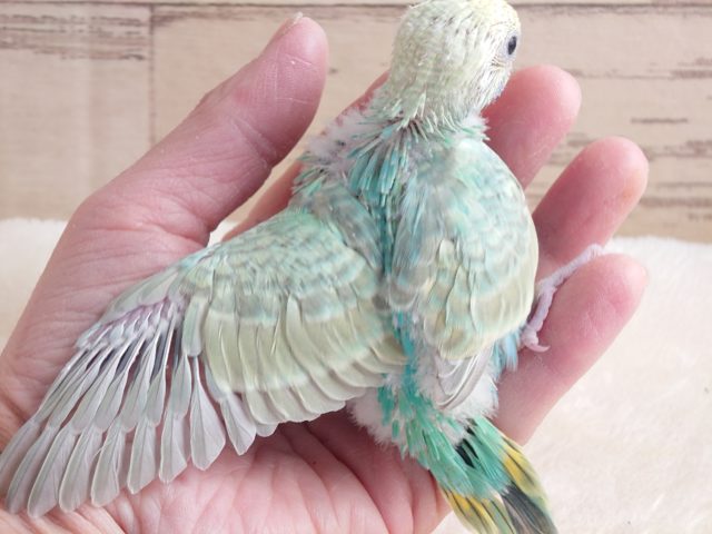 セキセイインコ