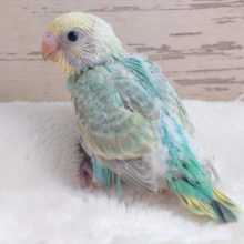 よーく見てください☆　目が笑ってますよねぇ～　セキセイインコ　パステルカラーレインボーです♪