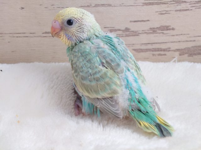 よーく見てください☆　目が笑ってますよねぇ～　セキセイインコ　パステルカラーレインボーです♪