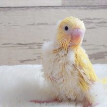 立ち姿が可愛いコ☆　黄色の黒目さん♪　セキセイインコ　ダブルファクターです！