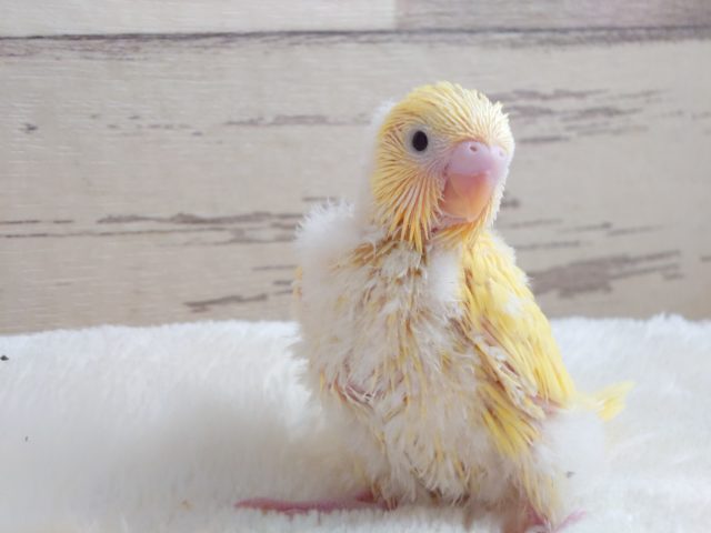 立ち姿が可愛いコ☆　黄色の黒目さん♪　セキセイインコ　ダブルファクターです！