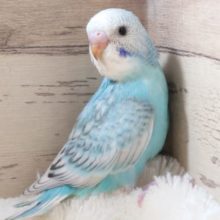 爽やかブルーとコバルトほっぺが目印です☆セキセイインコ　スパングル～～　