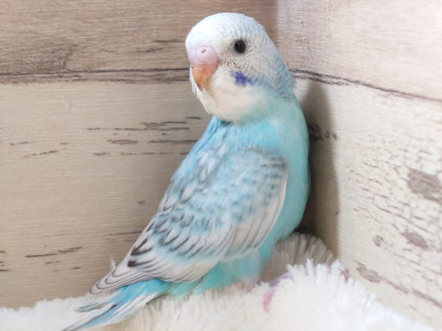 爽やかブルーとコバルトほっぺが目印です☆セキセイインコ　スパングル～～　