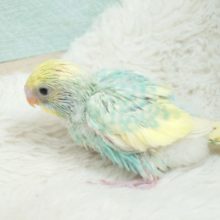 際立つ華やかさ❀パステルレインボースパングルパイドですっ！