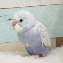 やはりｷﾚｲですね！☆　セキセイインコ　ホワイトウィング　ライラック♫