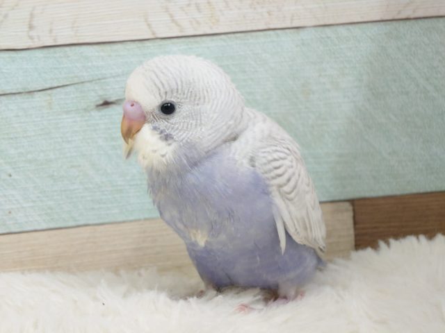 やはりｷﾚｲですね！☆　セキセイインコ　ホワイトウィング　ライラック♫